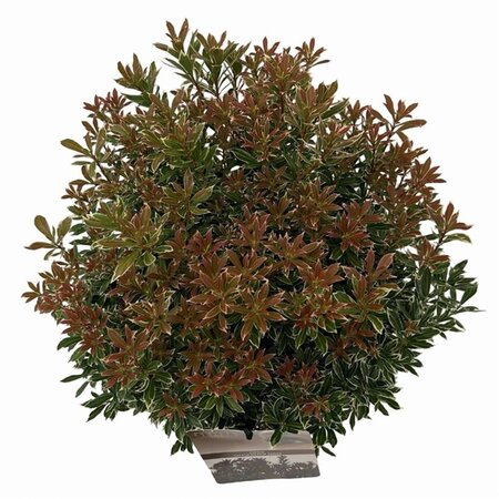 Pieris jap. 'Little Heath' 25-30 cm cont. 3,0L - afbeelding 2