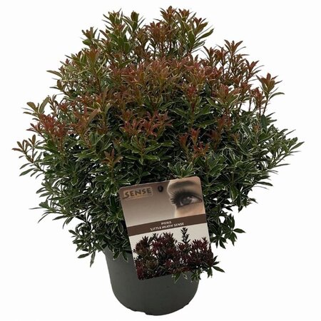 Pieris jap. 'Little Heath' 25-30 cm cont. 3,0L - afbeelding 3