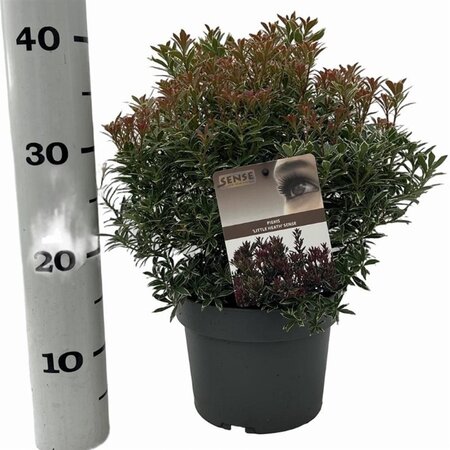 Pieris jap. 'Little Heath' 25-30 cm cont. 3,0L - afbeelding 4