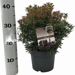 Pieris jap. 'Little Heath' 25-30 cm cont. 3,0L - afbeelding 4