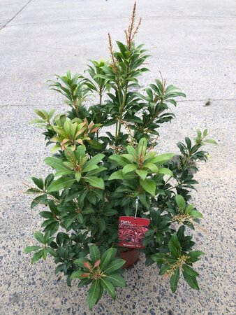 Pieris jap. 'Mountain Fire' 30-40 cm cont. 3,5L