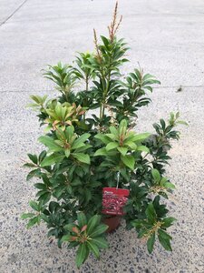 Pieris jap. 'Mountain Fire' 30-40 cm cont. 3,5L