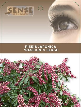 Pieris jap. 'Passion' 25-30 cm cont. 3,0L - afbeelding 1