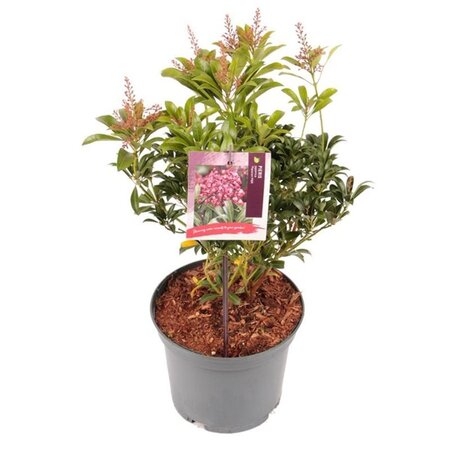 Pieris jap. 'Passion' 25-30 cm cont. 3,0L - afbeelding 5
