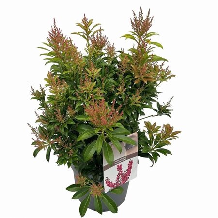Pieris jap. 'Passion' 25-30 cm cont. 3,0L - afbeelding 2