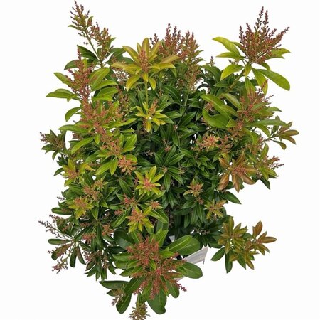 Pieris jap. 'Passion' 25-30 cm cont. 3,0L - afbeelding 3