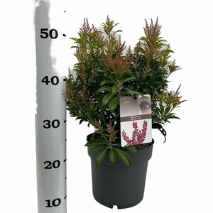 Pieris jap. 'Passion' 25-30 cm cont. 3,0L - afbeelding 4