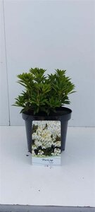 Pieris jap. 'Prelude' 25-30 cm cont. 3,0L