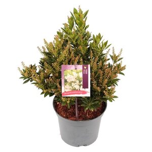 Pieris jap. 'Prelude' 25-30 cm cont. 3,0L - afbeelding 2