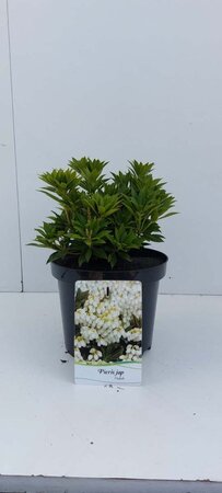 Pieris jap. 'Prelude' 25-30 cm cont. 3,0L