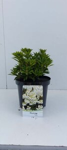 Pieris jap. 'Prelude' 25-30 cm cont. 3,0L