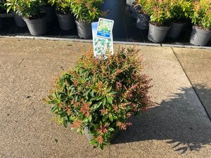 Pieris jap. 'Purity' 25-30 cm cont. 3,0L