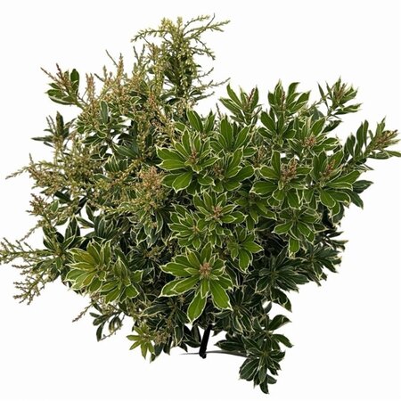 Pieris jap. 'Variegata' 25-30 cm cont. 3,0L - afbeelding 1