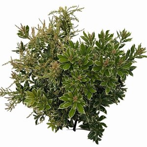 Pieris jap. 'Variegata' 25-30 cm cont. 3,0L