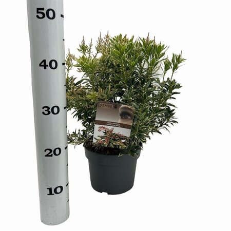 Pieris jap. 'Variegata' 25-30 cm cont. 3,0L - afbeelding 2