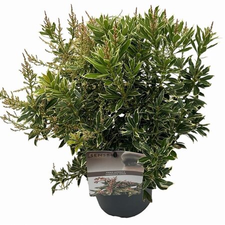 Pieris jap. 'Variegata' 25-30 cm cont. 3,0L - afbeelding 3