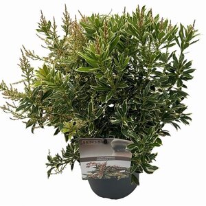 Pieris jap. 'Variegata' 25-30 cm cont. 3,0L - afbeelding 3