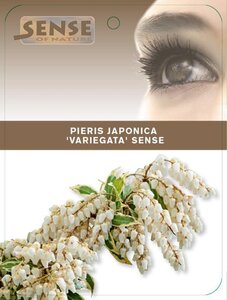 Pieris jap. 'Variegata' 25-30 cm cont. 3,0L - afbeelding 4