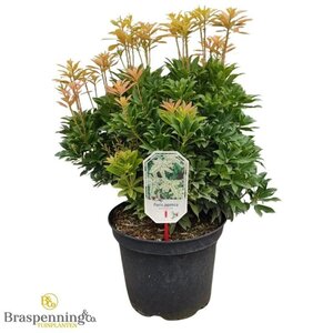 Pieris jap. 'White Cascade' 40-50 cm cont. 10L