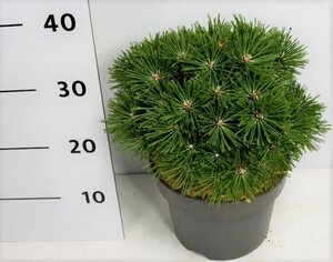 Pinus mugo 'Benjamin' 20-25 cm cont. 5,0L