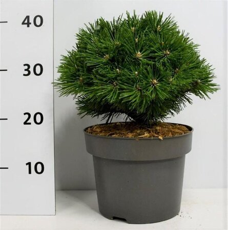 Pinus mugo 'Benjamin' 20-25 cm cont. 5,0L - afbeelding 2