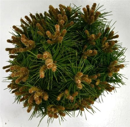 Pinus mugo 'Benjamin' 20-25 cm cont. 5,0L - afbeelding 3