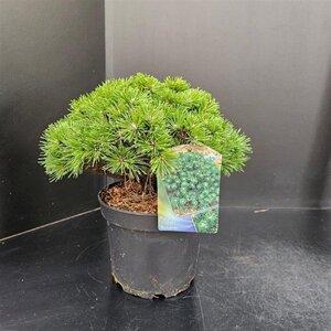 Pinus mugo 'Benjamin' 20-25 cm cont. 5,0L - afbeelding 4