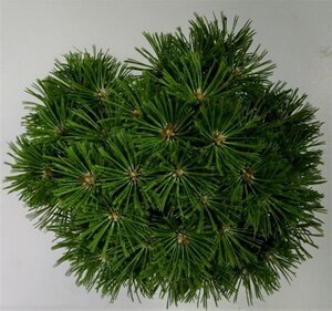 Pinus mugo 'Benjamin' 20-25 cm cont. 5,0L - afbeelding 4