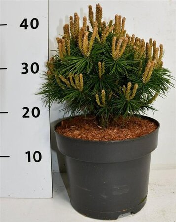 Pinus mugo 'Benjamin' 20-25 cm cont. 5,0L - afbeelding 5