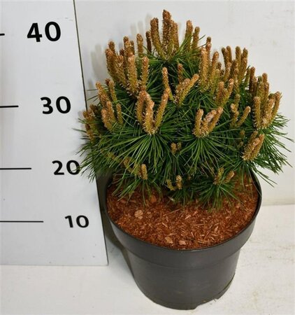 Pinus mugo 'Benjamin' 20-25 cm cont. 5,0L - afbeelding 6