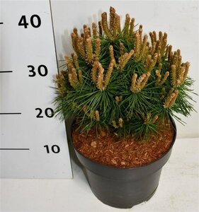 Pinus mugo 'Benjamin' 20-25 cm cont. 5,0L - afbeelding 6