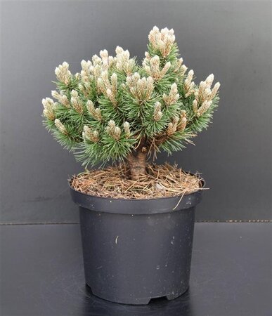 Pinus mugo 'Heideperle' 20-25 cm cont. 5,0L - afbeelding 3
