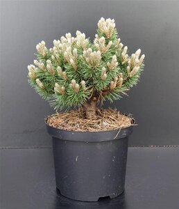 Pinus mugo 'Heideperle' 20-25 cm cont. 5,0L - afbeelding 3