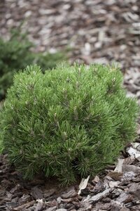 Pinus mugo 'Heideperle' 20-25 cm cont. 5,0L - afbeelding 2