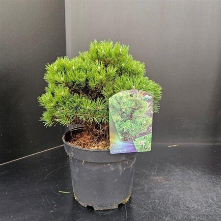 Pinus mugo 'Heideperle' 20-25 cm cont. 5,0L - afbeelding 4