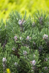 Pinus mugo 'Heideperle' 20-25 cm cont. 5,0L
