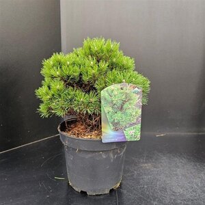 Pinus mugo 'Heideperle' 20-25 cm cont. 5,0L - image 4