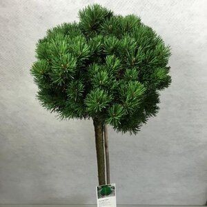 Pinus mugo 'Lilliput' 60 cm stam cont. 7,5L - afbeelding 2
