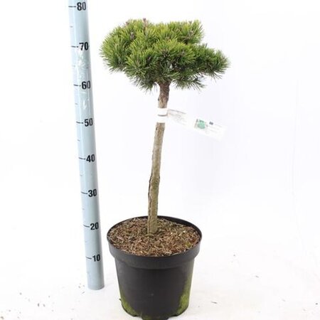 Pinus mugo 'Lilliput' 60 cm stem cont. 7,5L - image 1