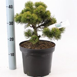 Pinus mugo 'March' 25-30 cm cont. 5,0L