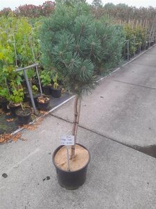 Pinus mugo 'Mops' 70 cm stam cont. 15L - afbeelding 3