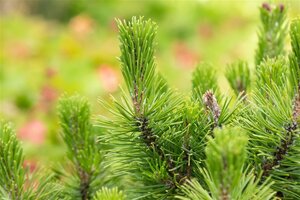 Pinus mugo 'Mops' 70 cm stam cont. 15L - afbeelding 2