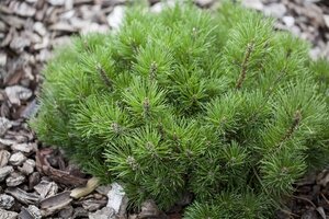 Pinus mugo mughus 25-30 cm cont. 3,0L