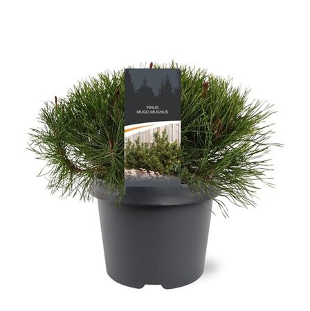 Pinus mugo mughus 25-30 cm cont. 3,0L - afbeelding 2