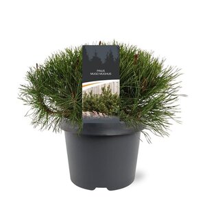 Pinus mugo mughus 25-30 cm cont. 3,0L - afbeelding 2