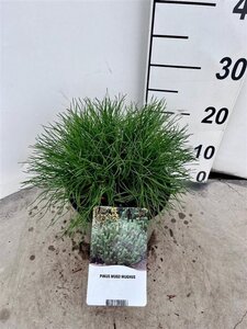 Pinus mugo mughus 25-30 cm cont. 3,0L - afbeelding 5