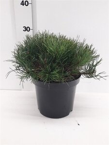 Pinus mugo mughus 25-30 cm cont. 3,0L - afbeelding 3