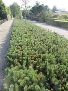 Pinus mugo mughus 25-30 cm cont. 3,0L - afbeelding 4