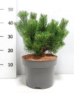 Pinus mugo 'Mumpitz' 30-35 cm cont. 5,0L