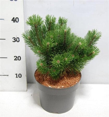 Pinus mugo 'Mumpitz' 30-35 cm cont. 5,0L - afbeelding 2